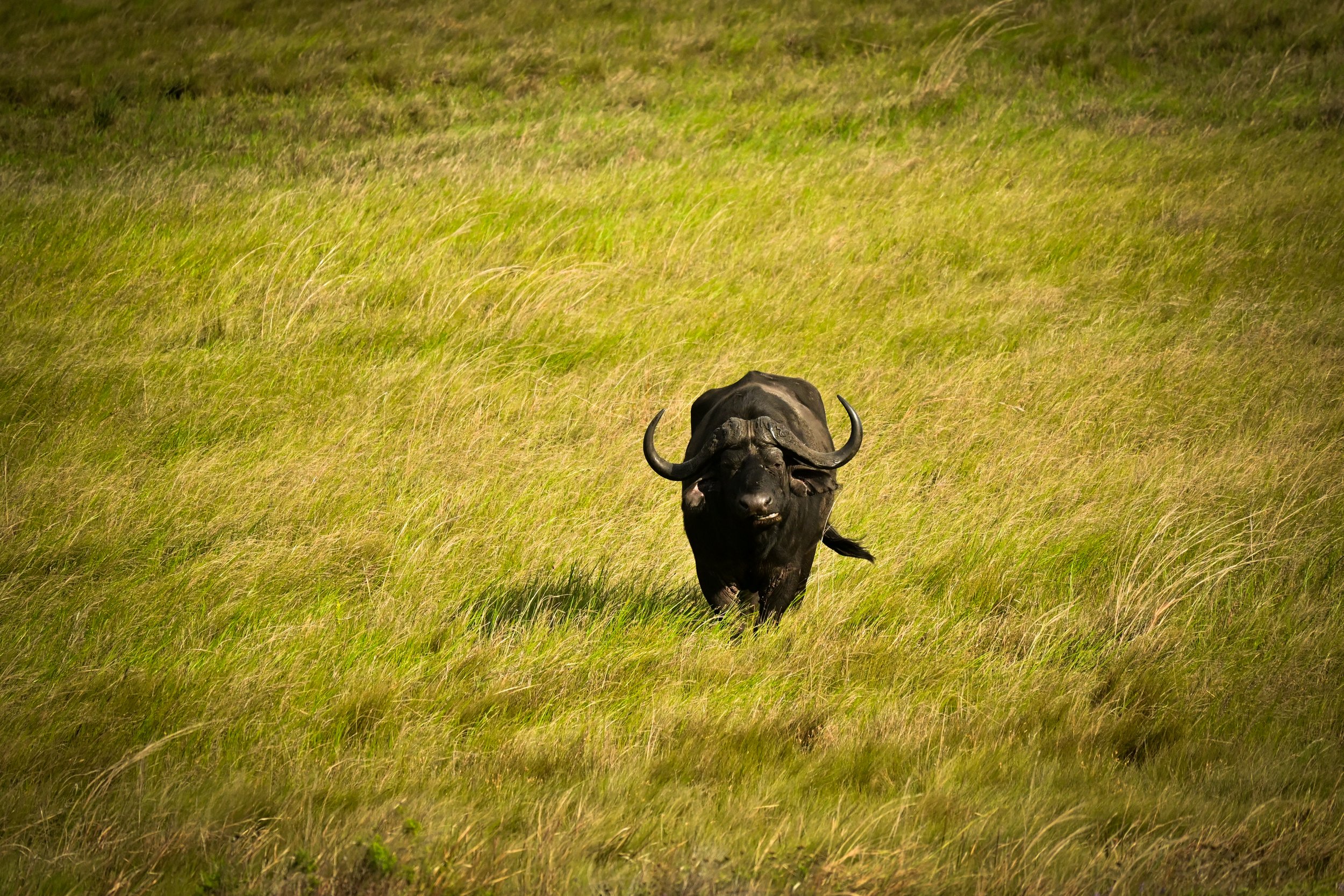 African buffalo (Syncerus caffer), LC, Kruger National Park