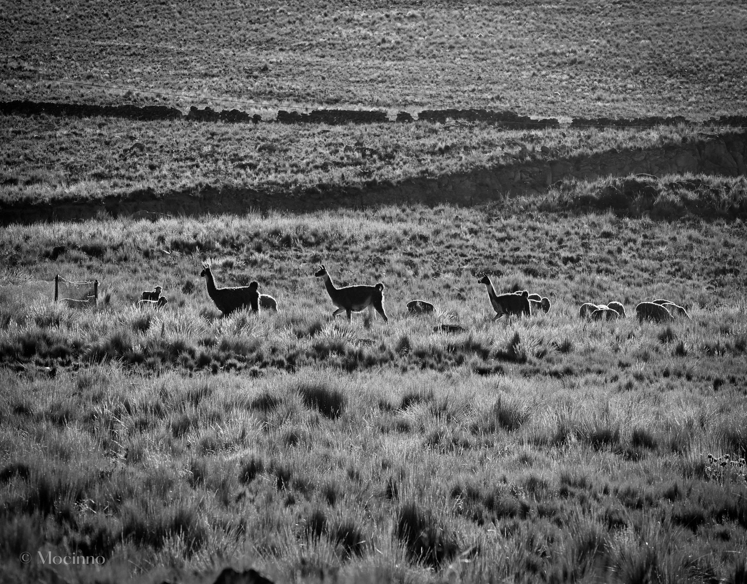 Llama (Lama glama), LC, Mirador Alto Lagunillas
