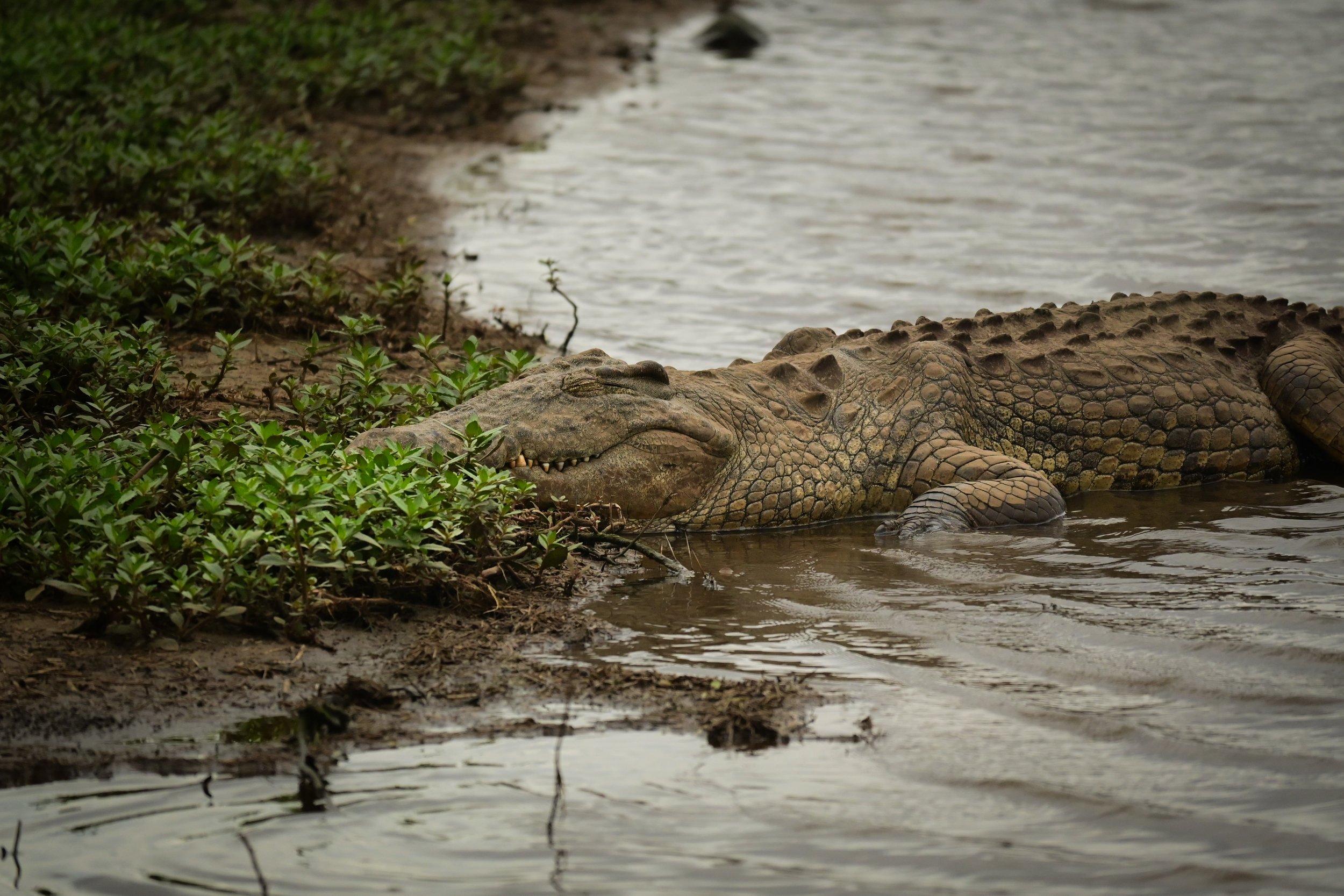 Nile crocodile (Crocodylus niloticus), LC, Kruger National Park