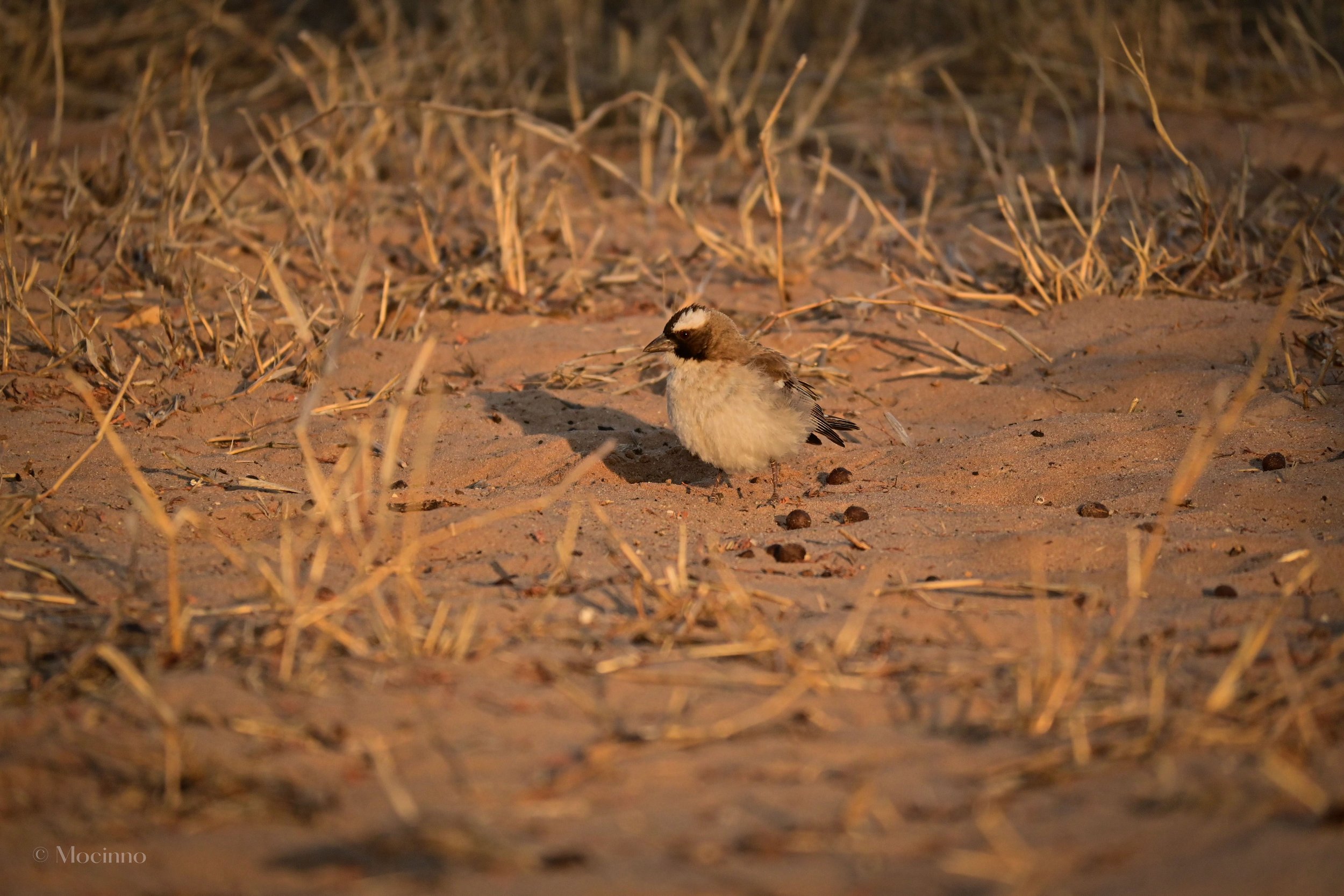White-browed sparrow-weaver (Plocepasser mahali), LC