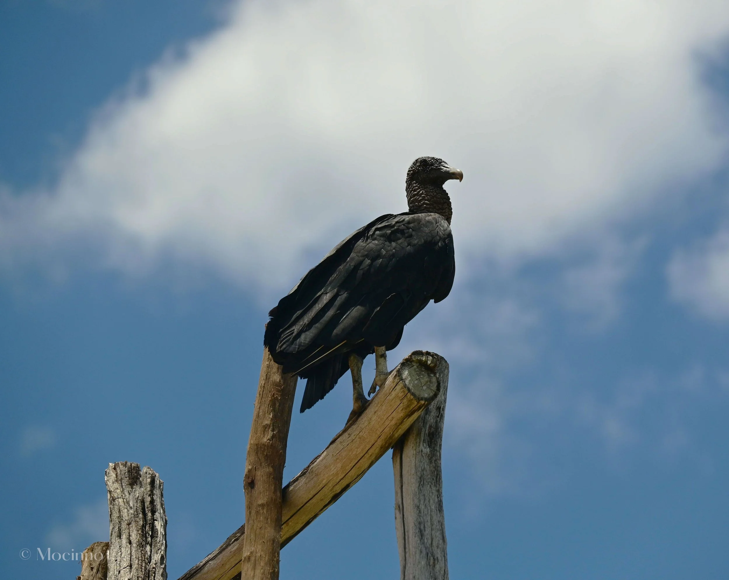 Black Vulture (Coragyps atratus), LC, Ekʼ Balam, Yucatán