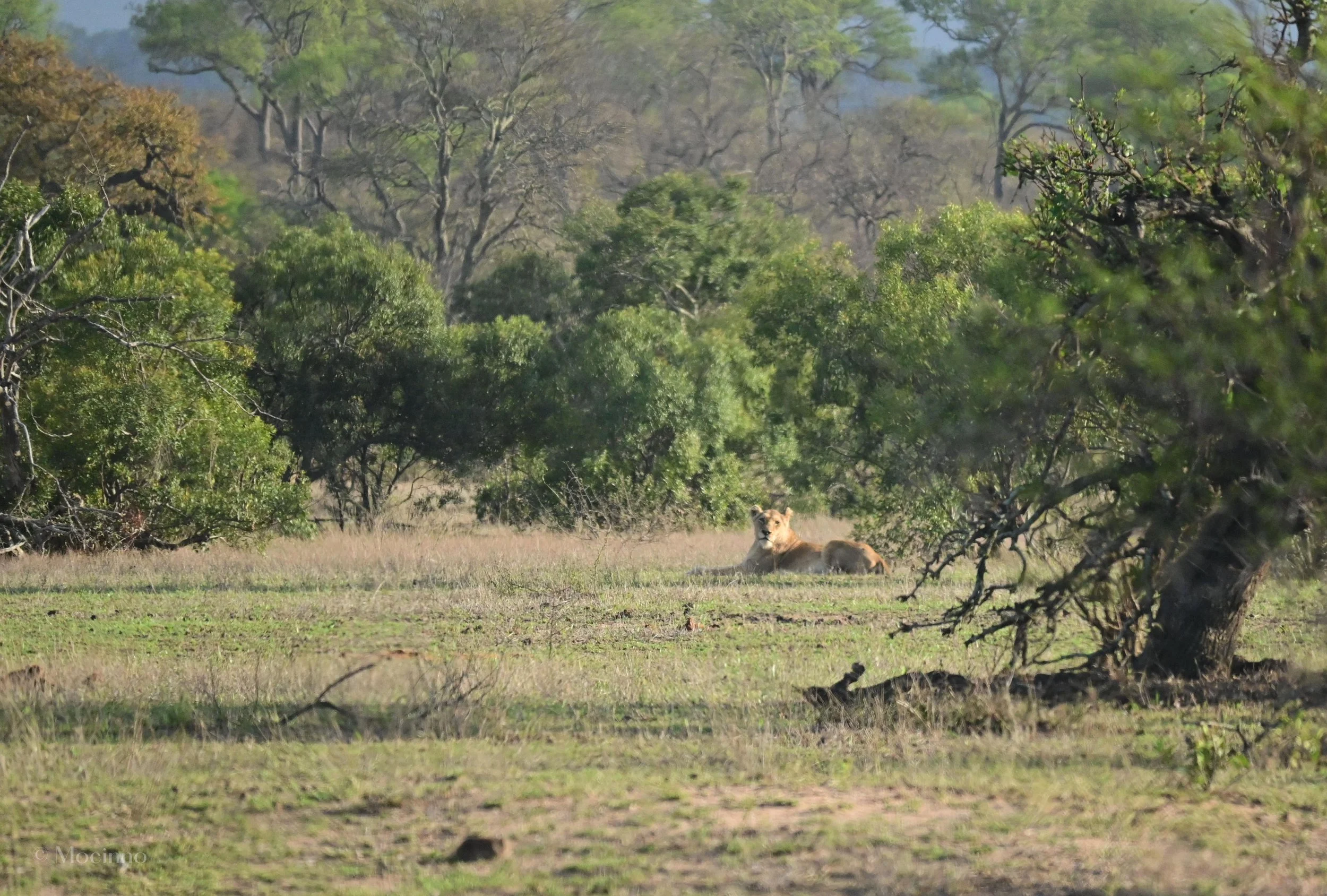 Southwestern African lion (Panthera leo melanochaita), VU, Kruger National Park
