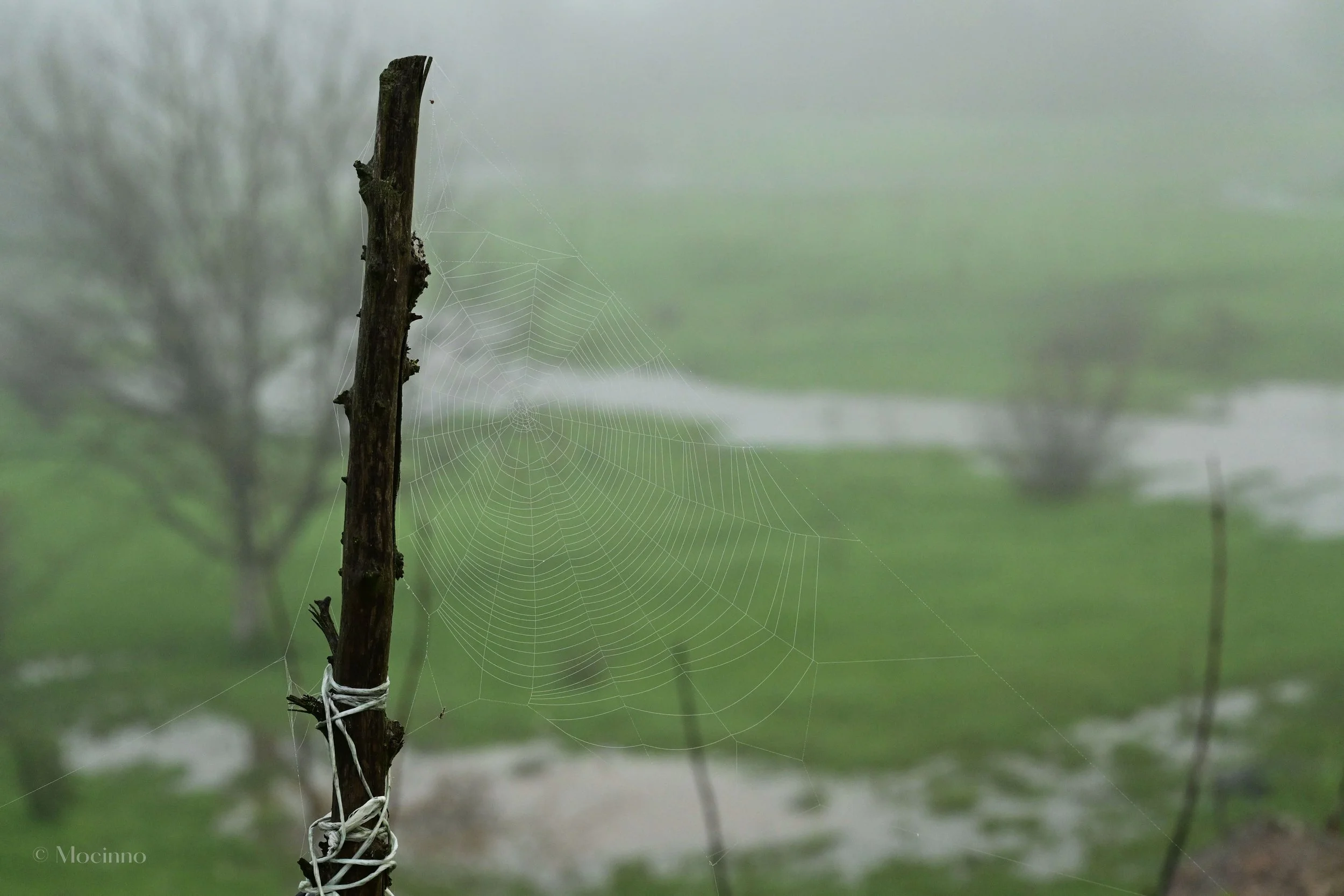 Spider web, Borislavtsi, Bulgaria
