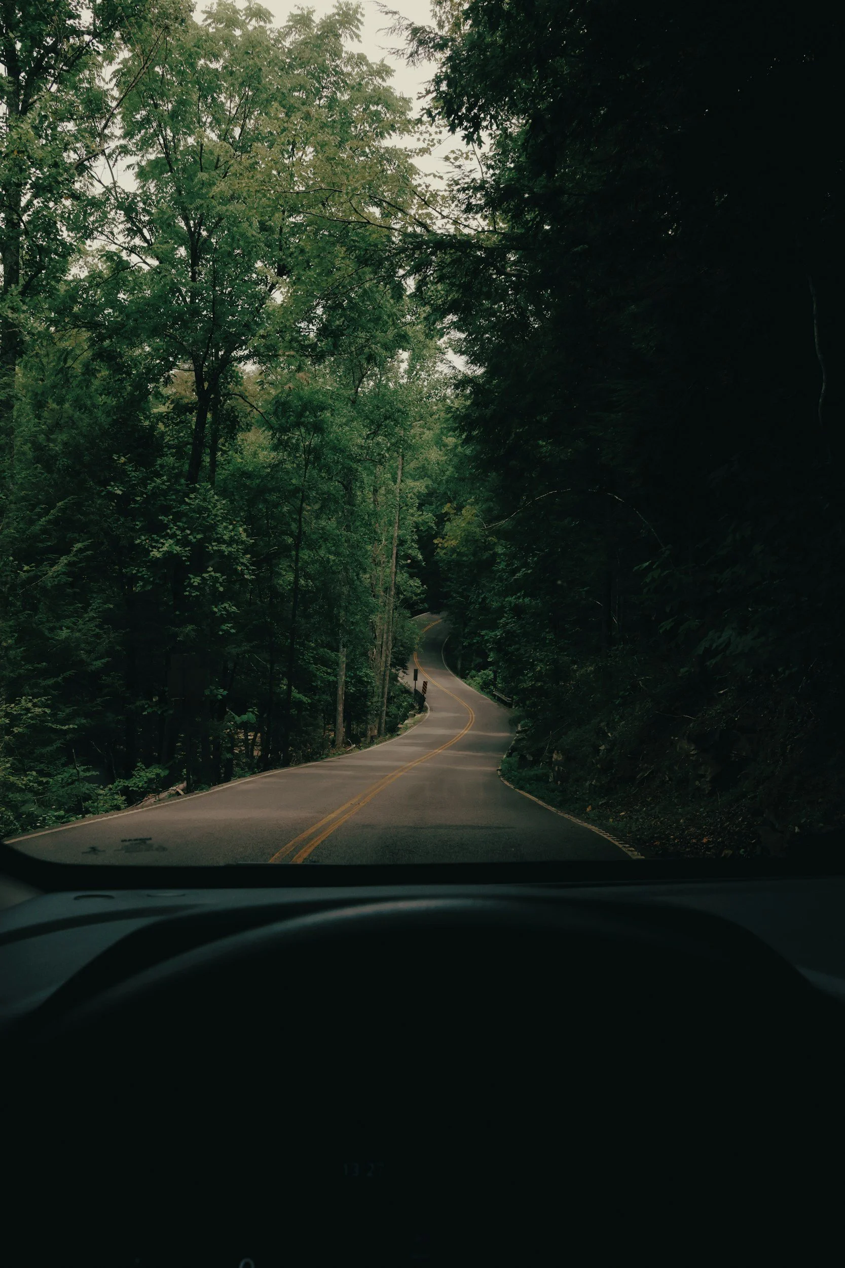 View of a winding forest road seen from inside a vehicle, surrounded by green trees.