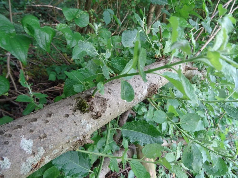 Dead hedge on boundary with Halesend Wood showing new, vertical, growths on a  tall tree sapling layed hedge-style: June 2023