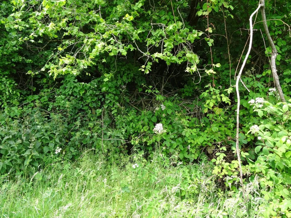 Dead hedge on boundary with Halesend Wood: June 2023