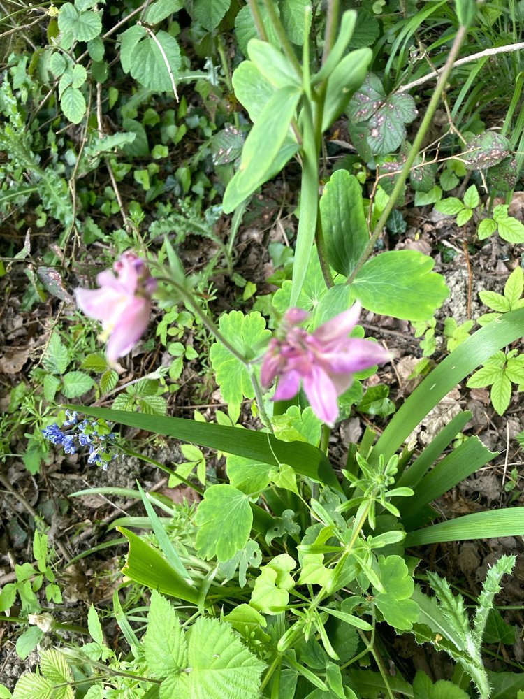 Common columbine.jpg