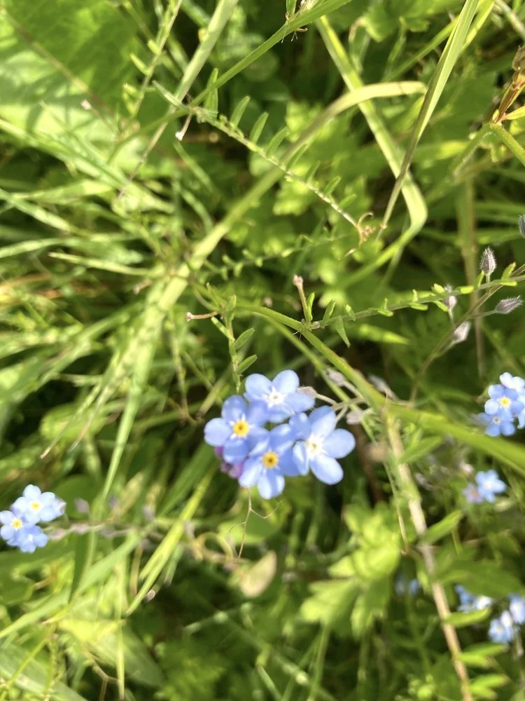 Common field speedwell.jpg