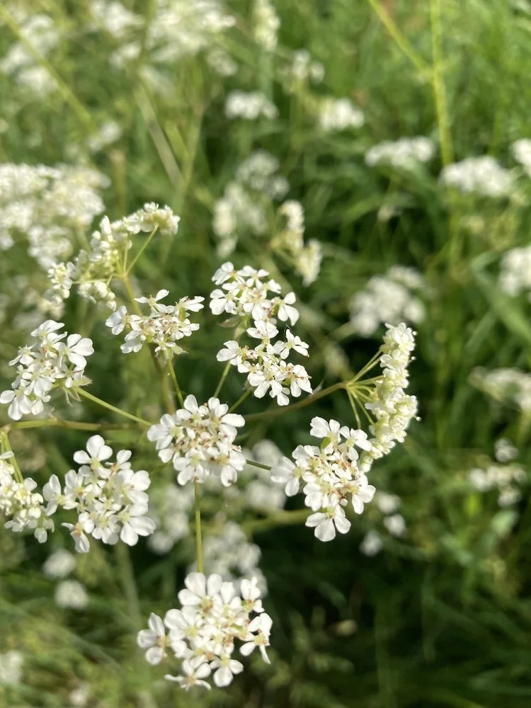 Cow parsley.jpg
