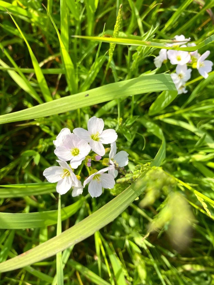 Cuckooflower.jpg