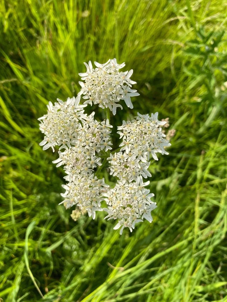Hogweed.jpg