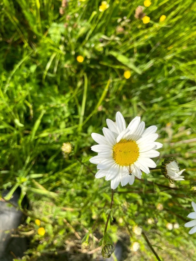 Oxeye daisy.jpg