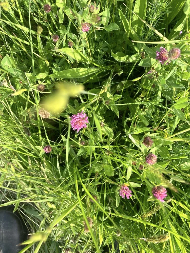 Red clover.jpg