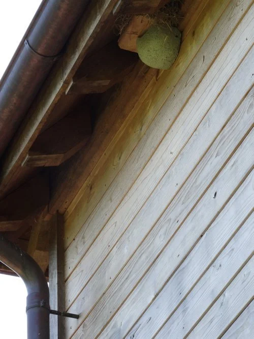 One of two boxes intended for house martins but so far used by other birds nesting on top