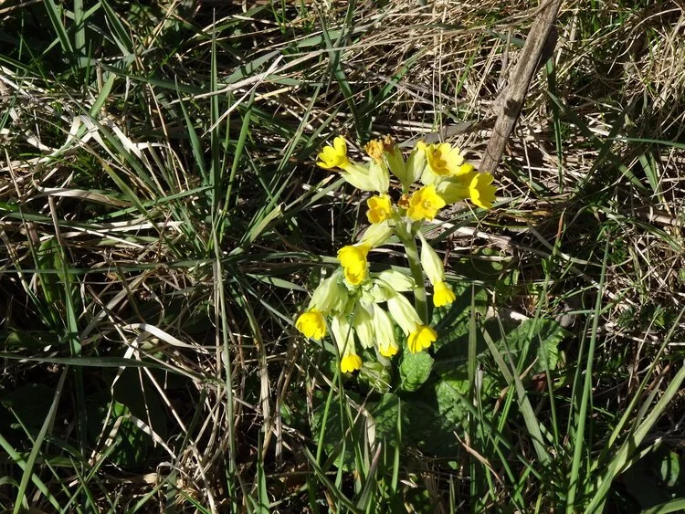 Cowslips.jpeg