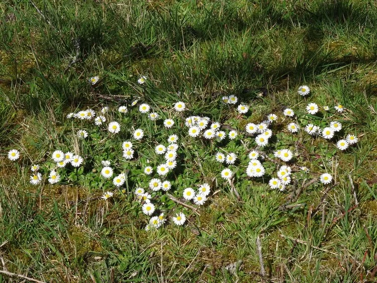 Daisies+are+beginning+to+make+themselves+known.jpeg