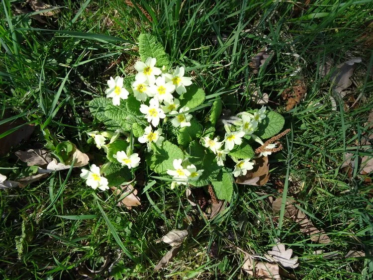wild+primroses.jpeg