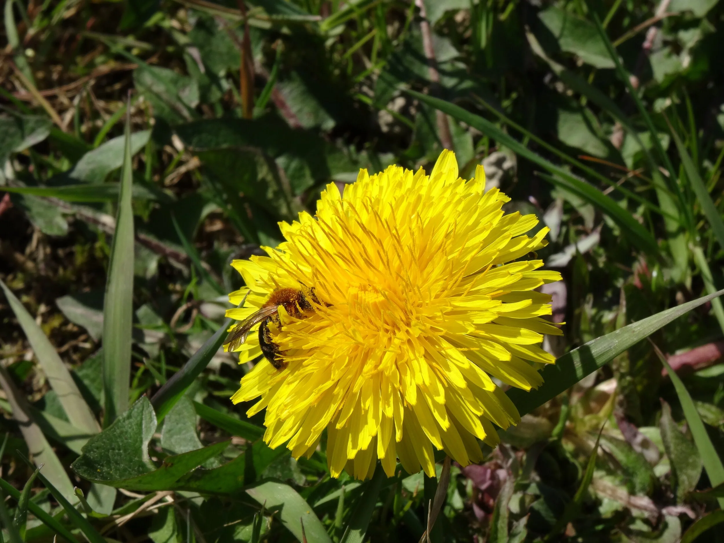 early+dandelion+in+the+meadow+and+a+bumblebee+visitor..jpeg