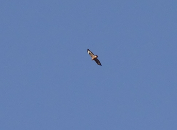Buzzard+flying.png
