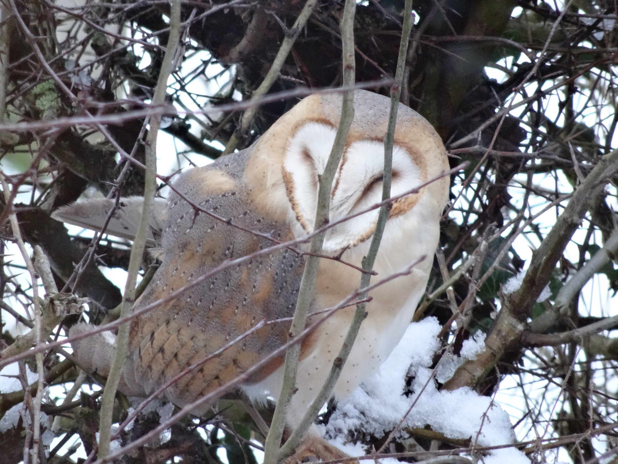 Barn+Owl.jpeg
