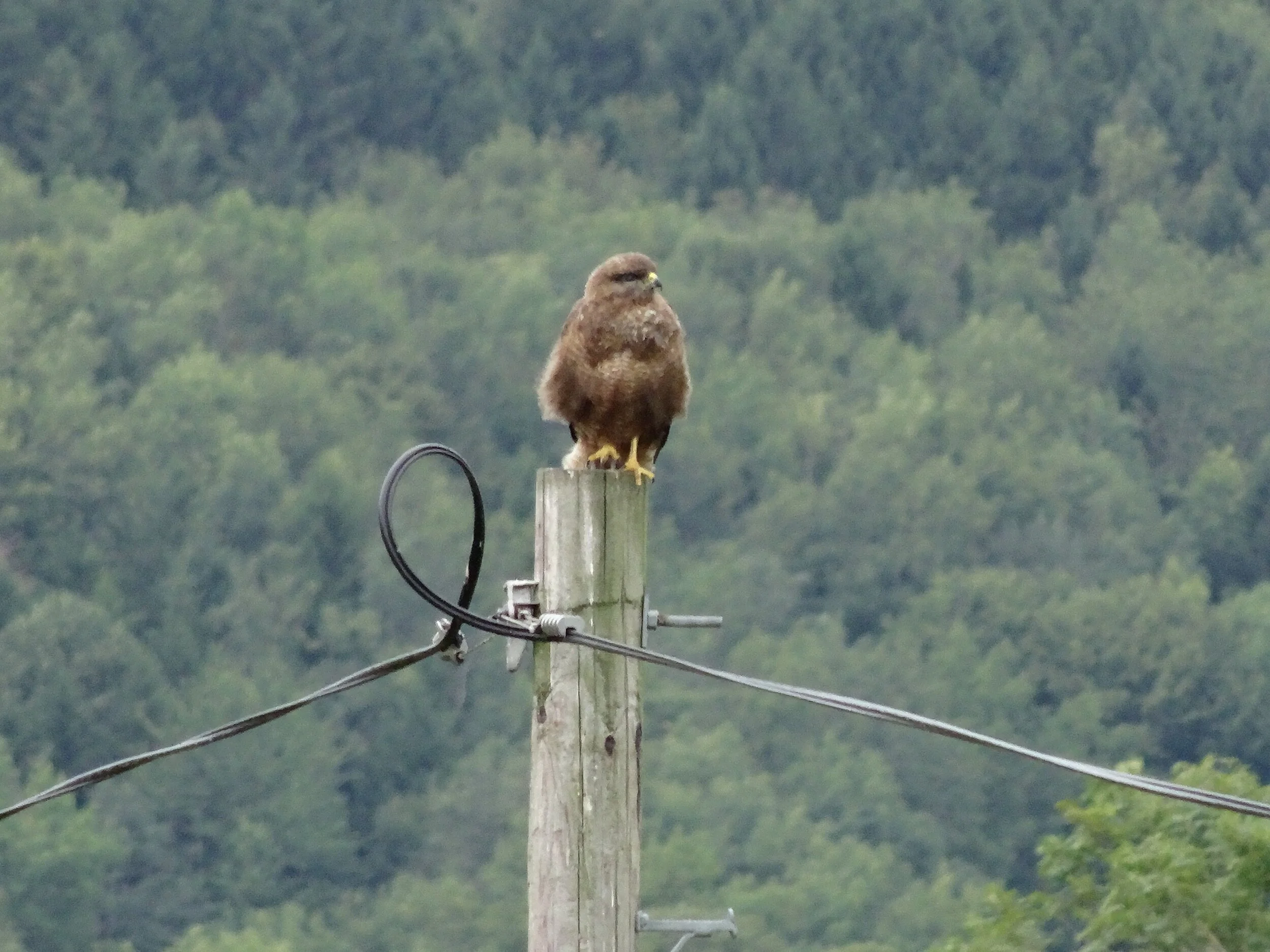 Juvenile+buzzard+-+a+frequent+visitor.jpeg