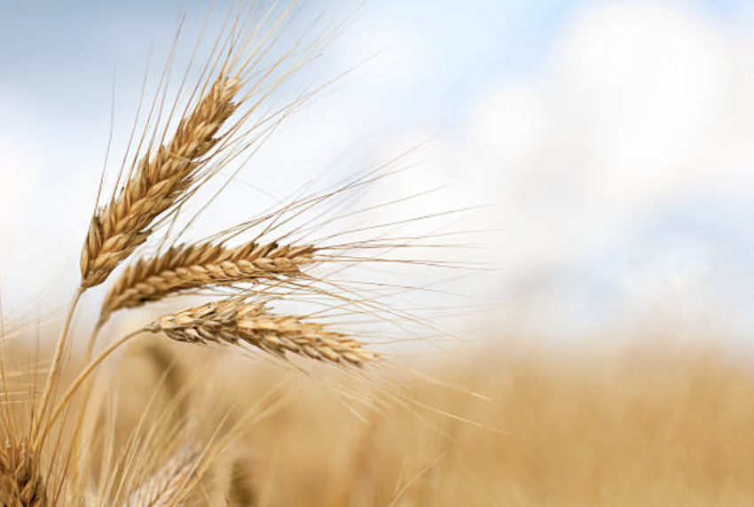 Screen Shot 2025-03-20 at 5.17.47 PM.png