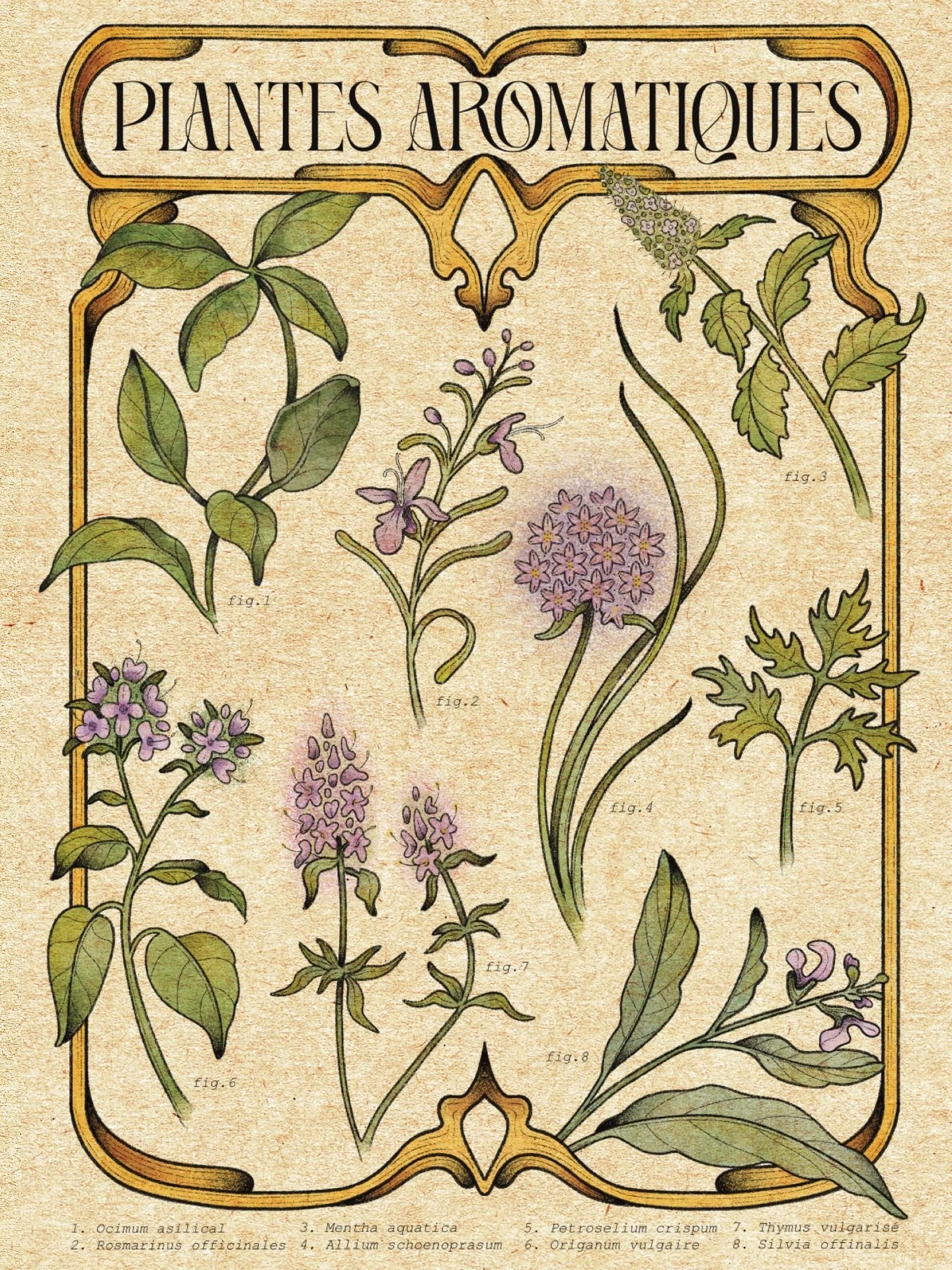 NOUVELLE ILLUSTRATION 🌿✨! 

J&rsquo;ai r&eacute;alis&eacute; une s&eacute;rie d&rsquo;illustrations pour la Foire &agrave; l&rsquo;ail et au basilic de @villedetours 🌿🧄

Voici l&rsquo;une d&rsquo;elles, parfaite pour d&eacute;corer ta cuisine.

J&