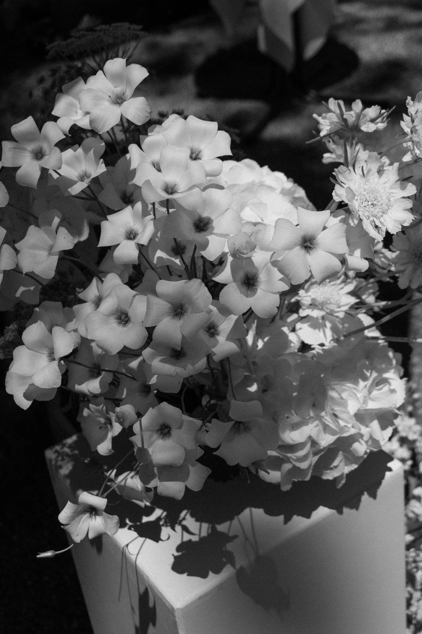 Ein Bund weisser BLumen steht auf einer weissen Säule im Sonnenlicht.