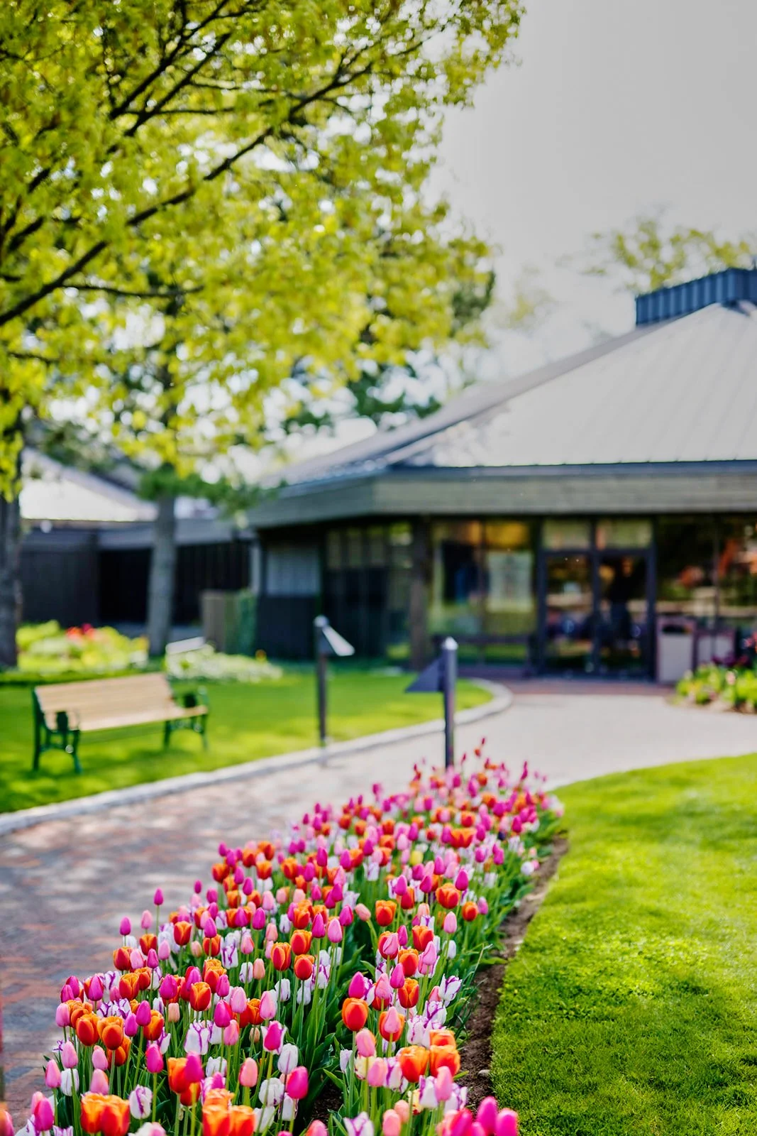 Colorful tulip flower bed along a brick pathway in a garden with a clubhouse and trees in the background.