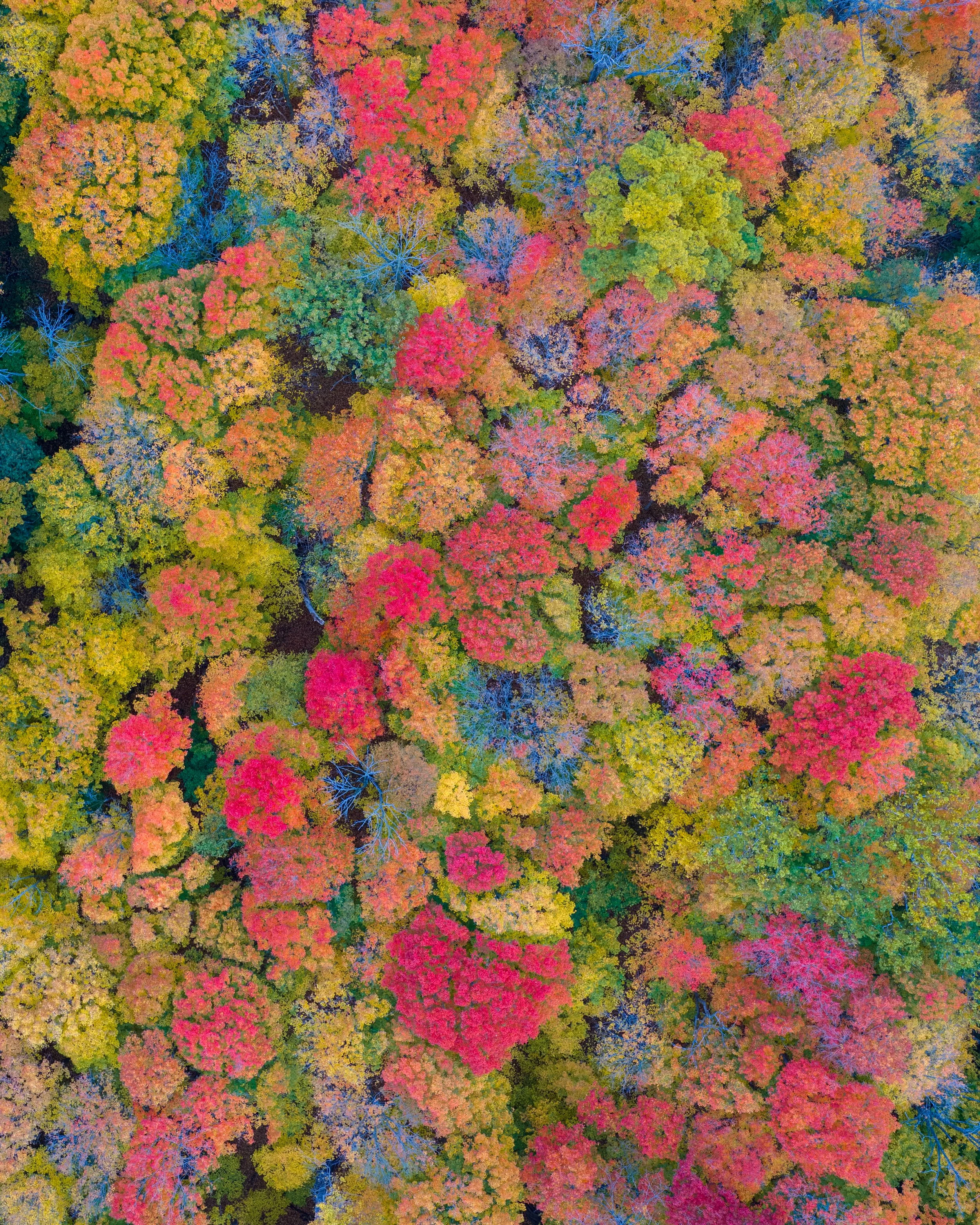 Aerial view of a colorful autumn forest with trees in shades of green, yellow, orange, red, and blue.