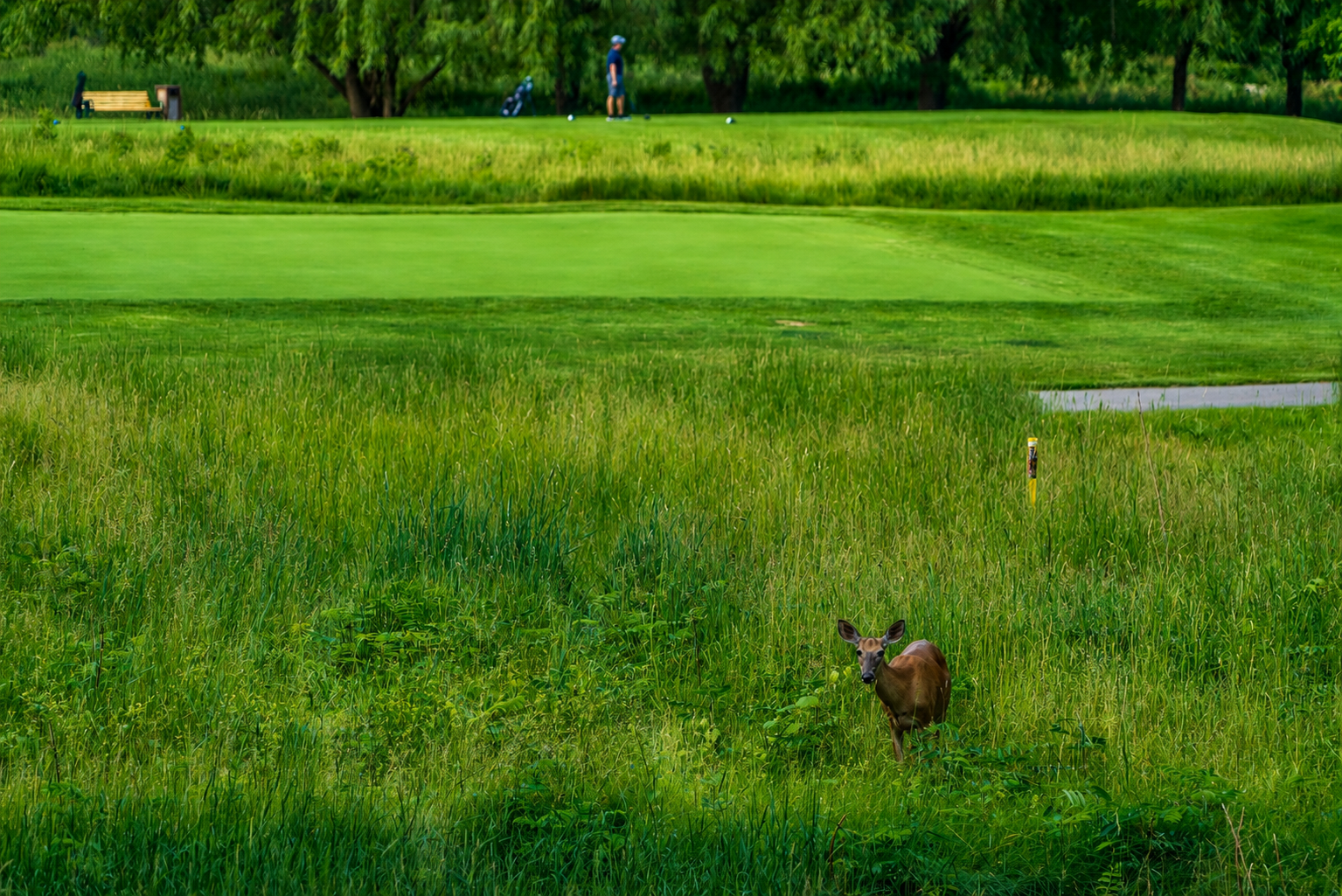 Deer standing in tall grass near a golf course, with a golfer and golf carts in the background.