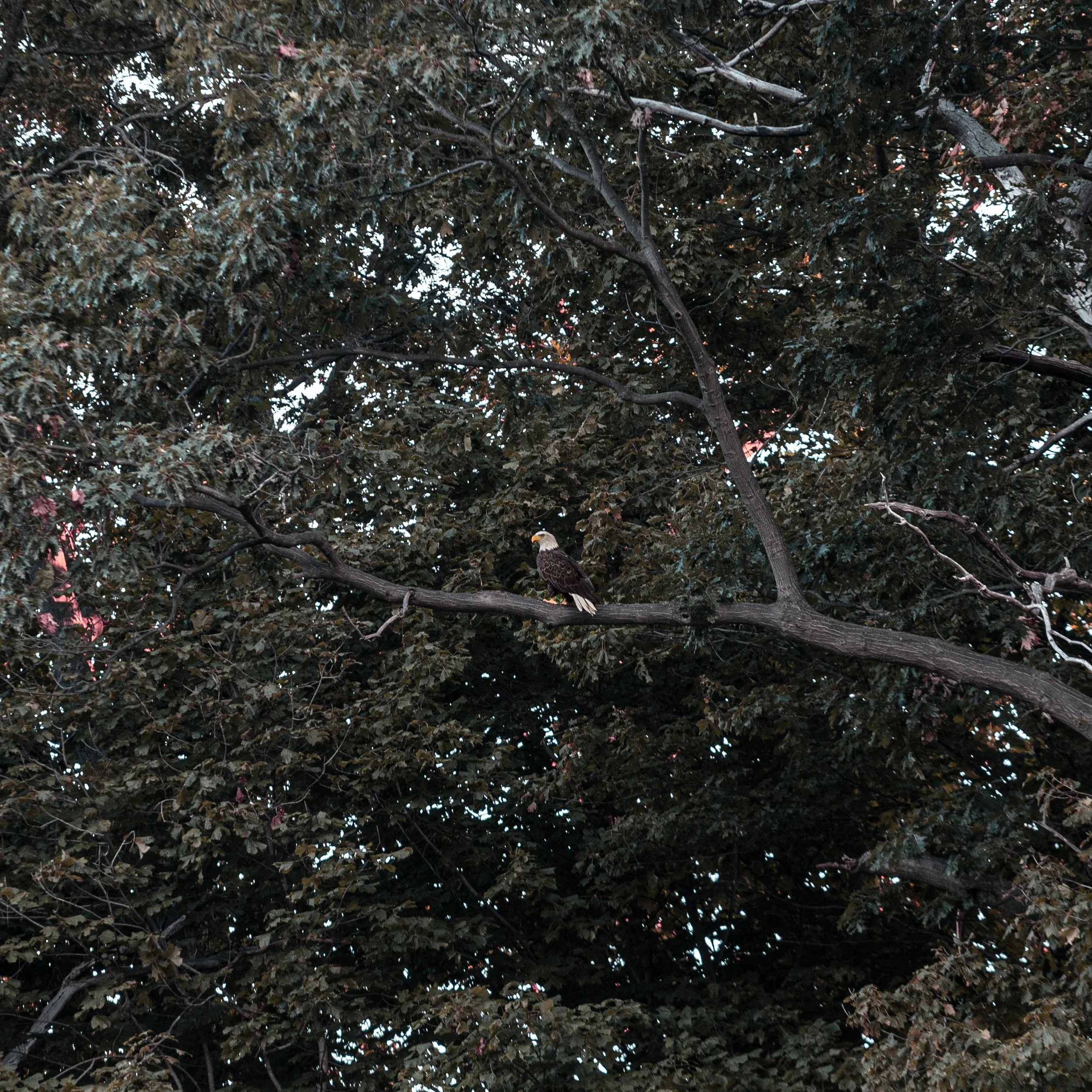 A close-up view of dense tree branches and leaves with an American bald eagle perched on one of the branches near the bottom of the image.
