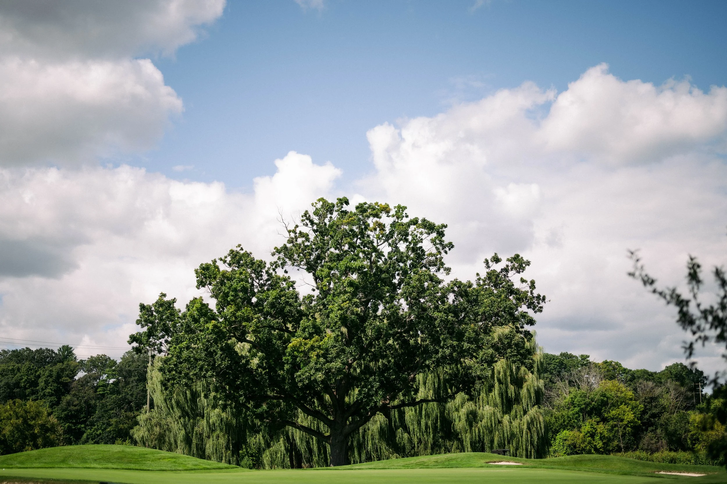 A large tree with dense green foliage on a grassy area near a golf course, under a partly cloudy sky with white and gray clouds.