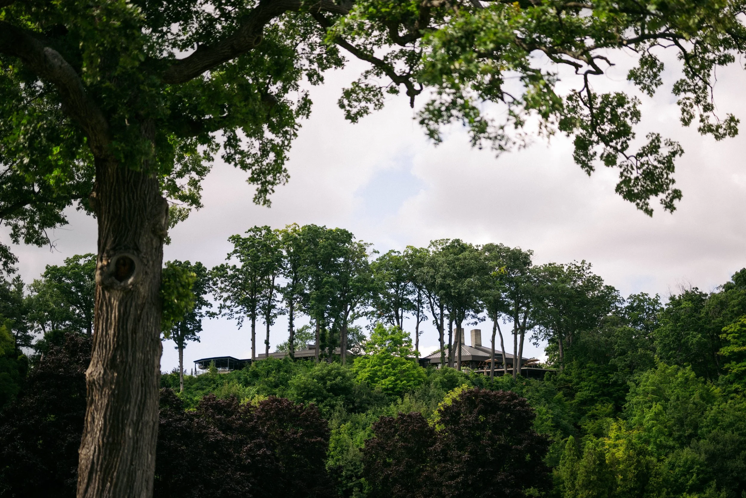 A tall tree with a thick trunk and green leaves in the foreground. In the background, there are multiple trees on a hillside with clubhouse among the foliage, under a partly cloudy sky.