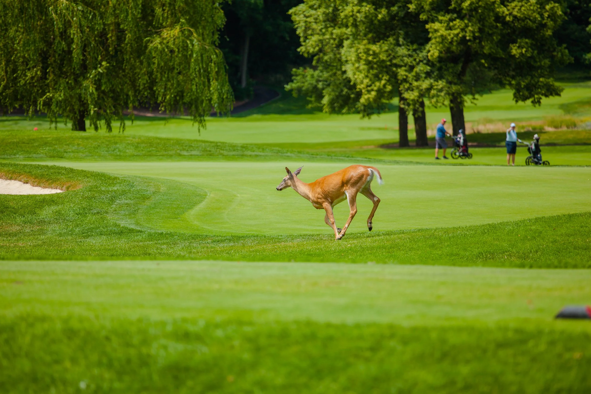 Deer on a golf course with people playing golf in the background, surrounded by green trees and grass.