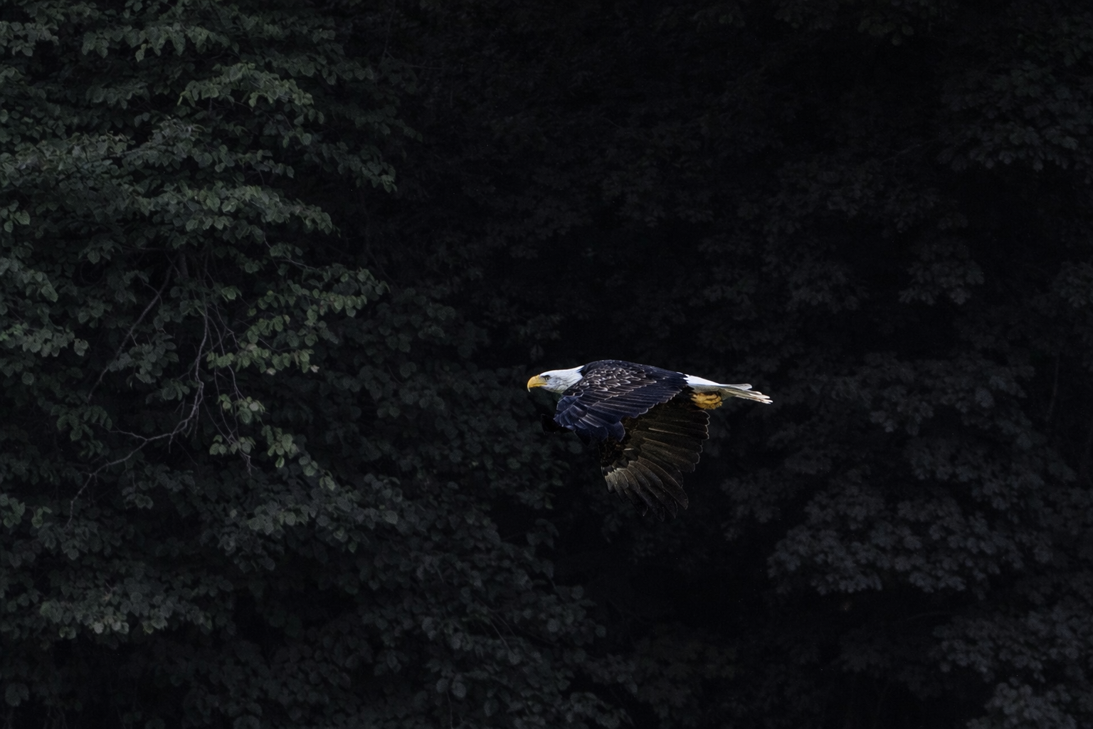 A bald eagle flying against a dark leafy background.