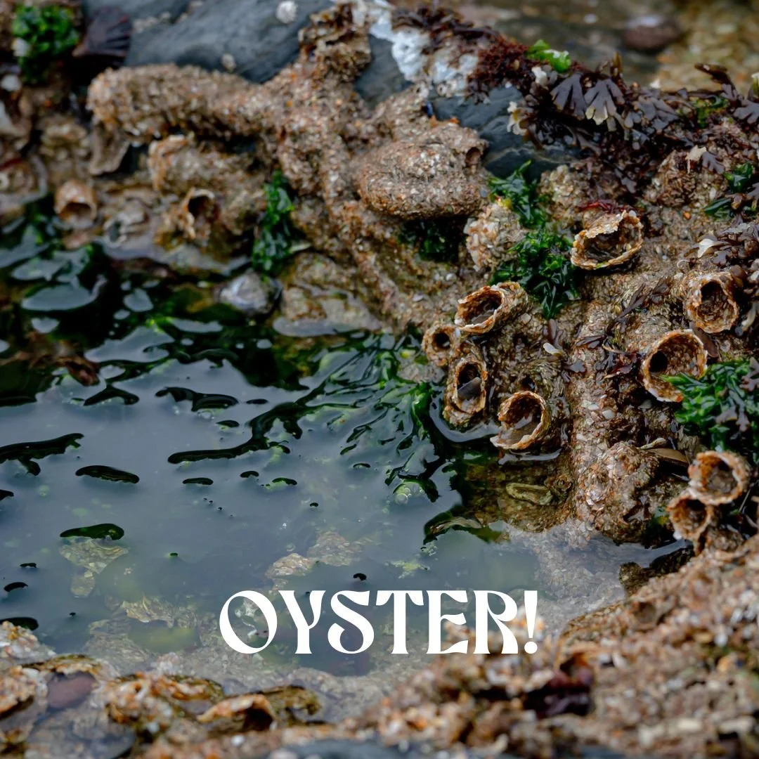 OYSTER!