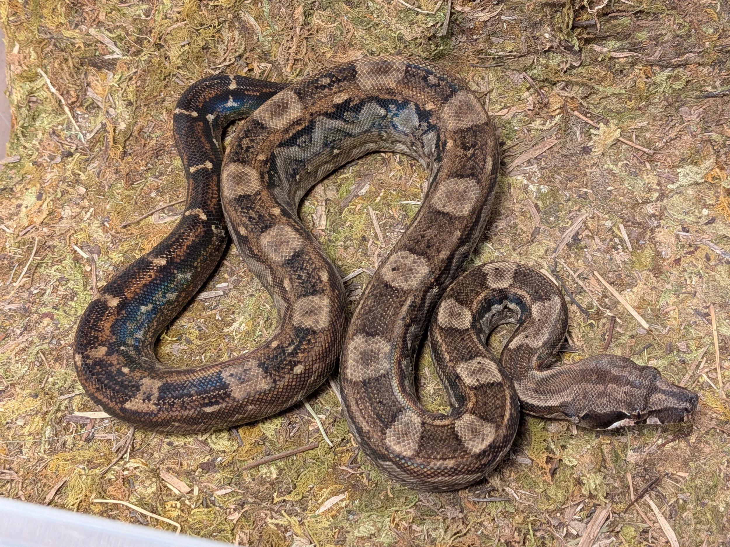 Inca aztec het anery 2