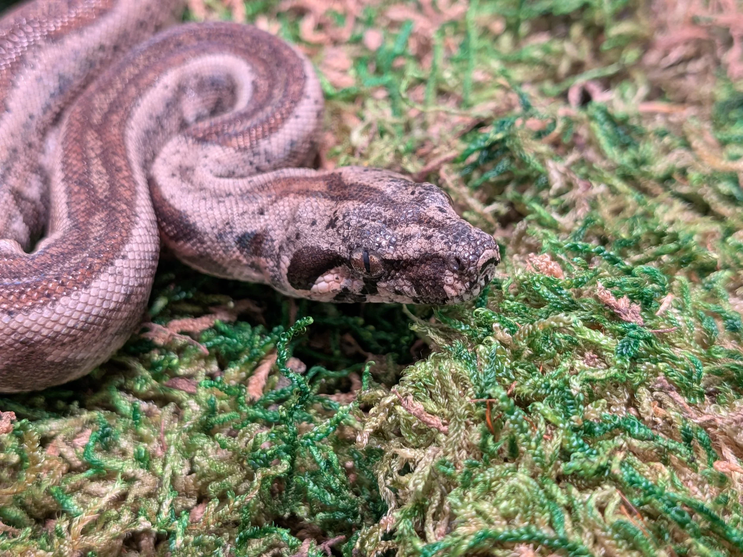 PXL_20250829_215015840.MACRO_FOCUS.jpg