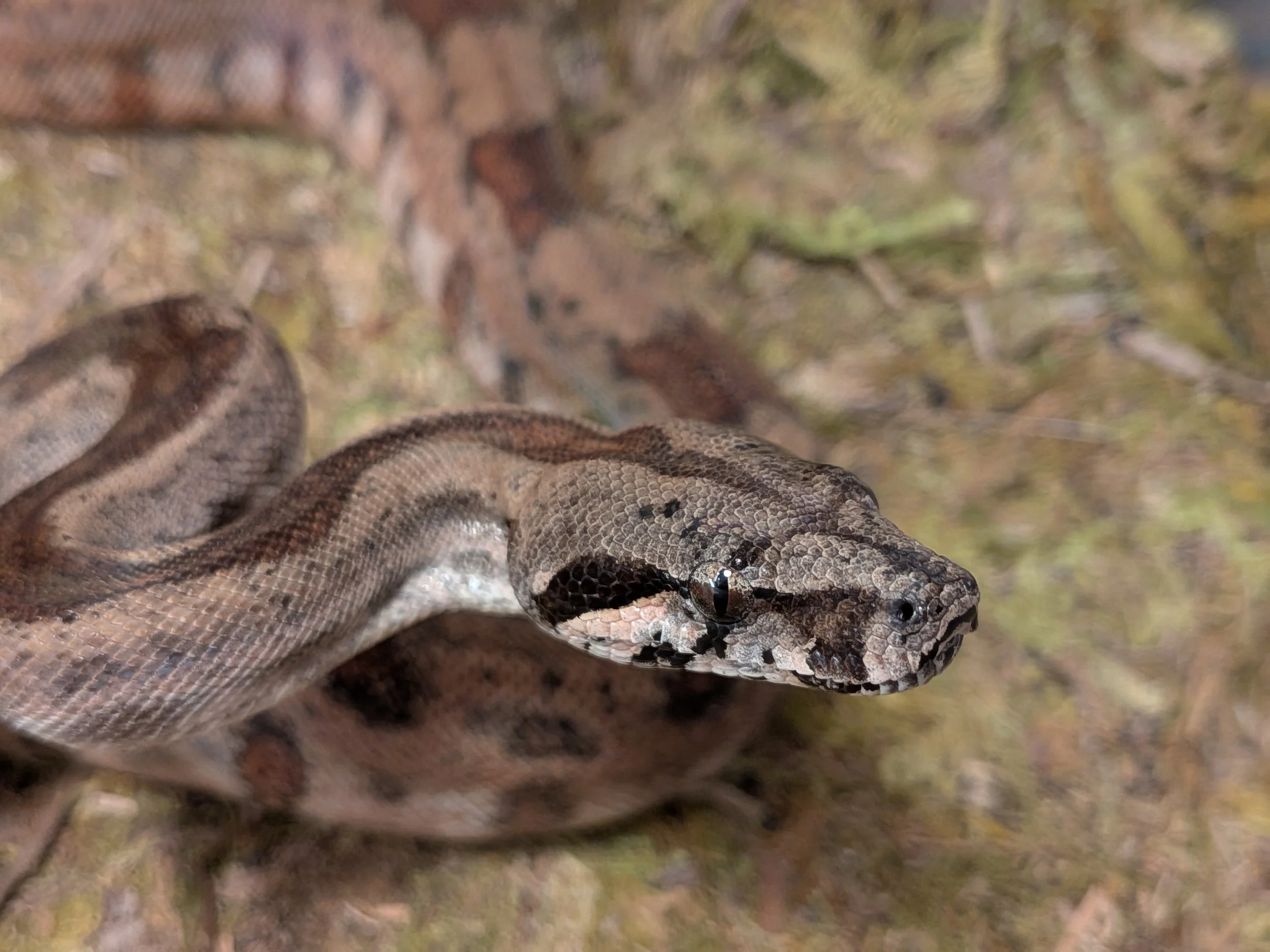 Honduran hypo onyx pos RLT 50% inferno