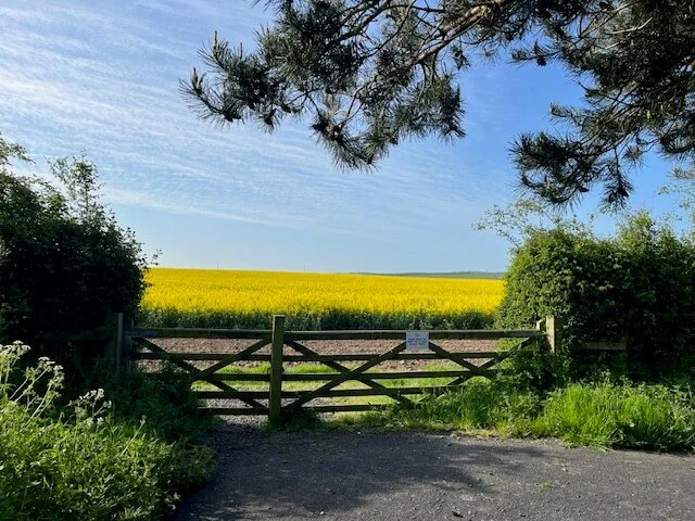Wooden gate leading to a yellow flower field under a blue sky with trees and greenery around.