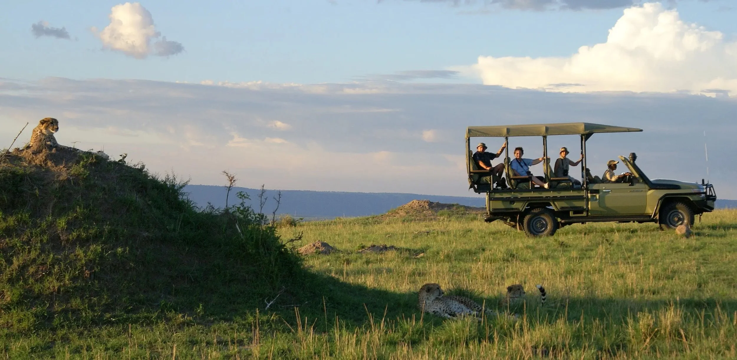 Safari vehicle with people observing cheetahs on savanna landscape