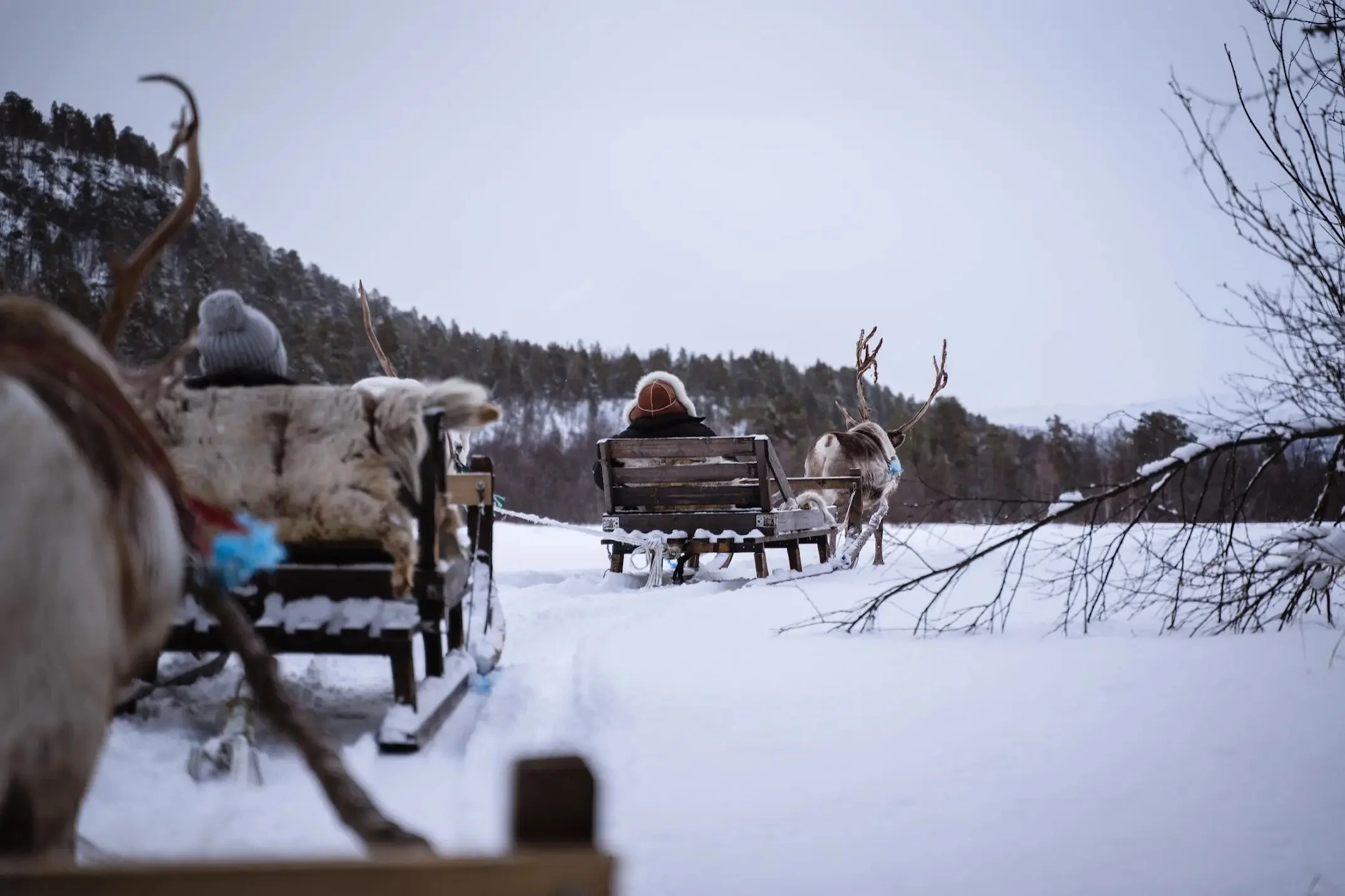 Reindeer pulling sleds through snowy landscape with people seated.