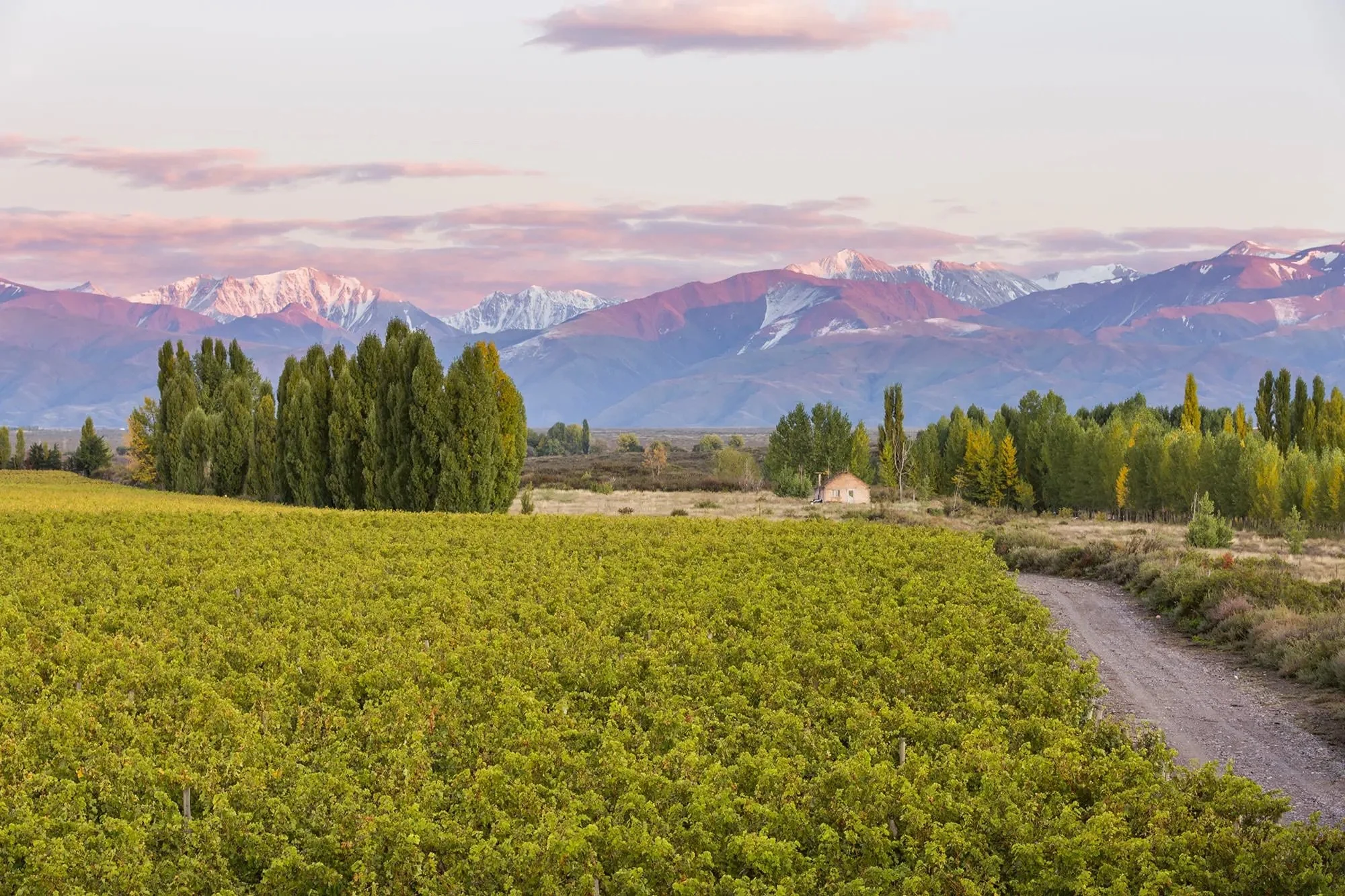 A vineyard with lush green grapevines, set against a backdrop of snow-capped mountains and a pink sky. Tall trees border the vineyard, with a small house in the distance.