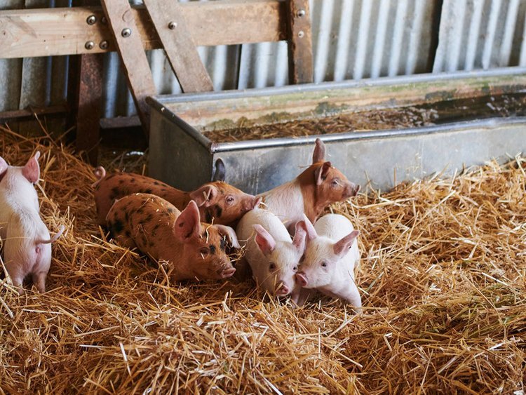 piglets.jpeg