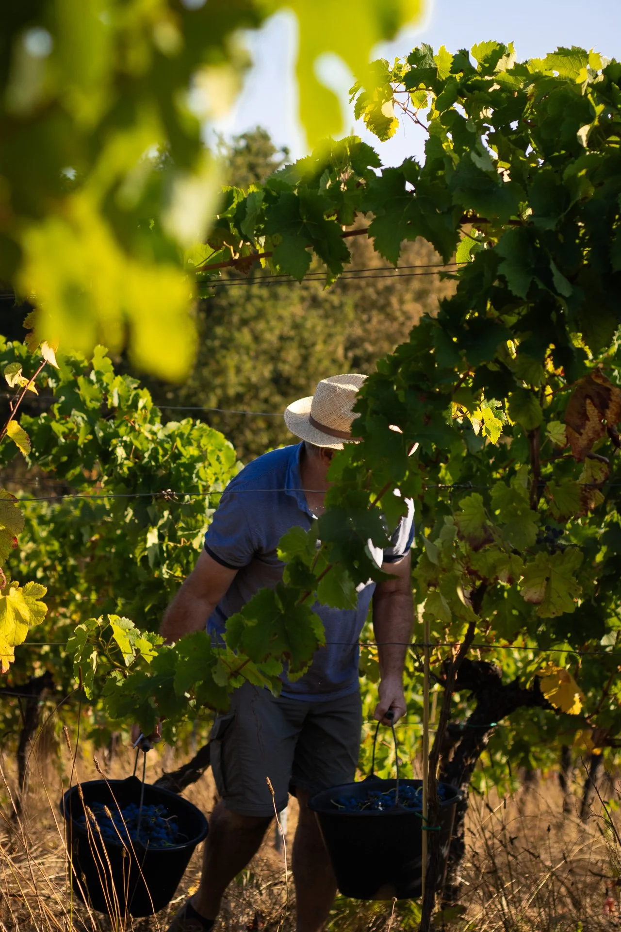 Through the grapevine.jpg