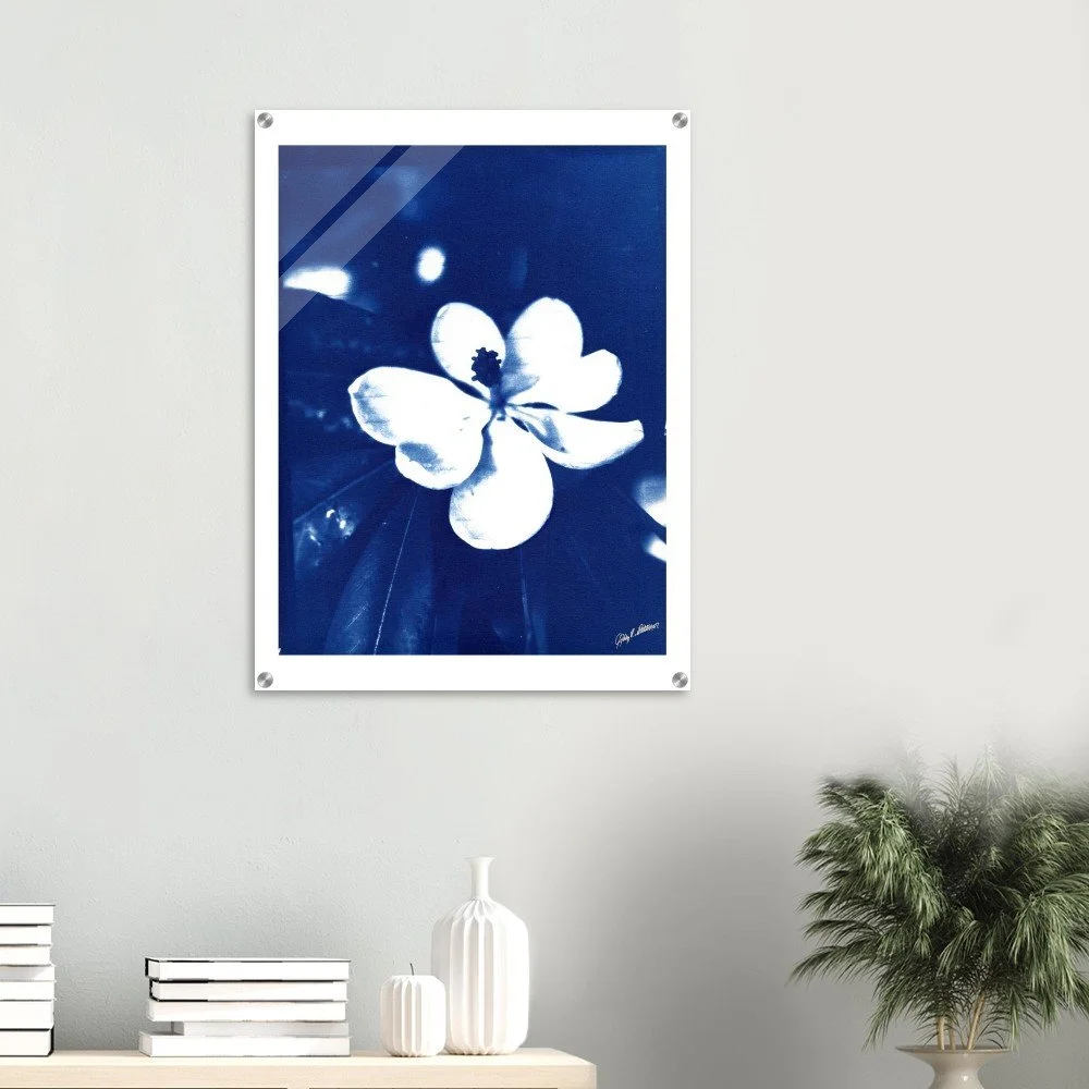 Magnolia One Cyanotype Cobalt Blue Acrylic Print 24x32″