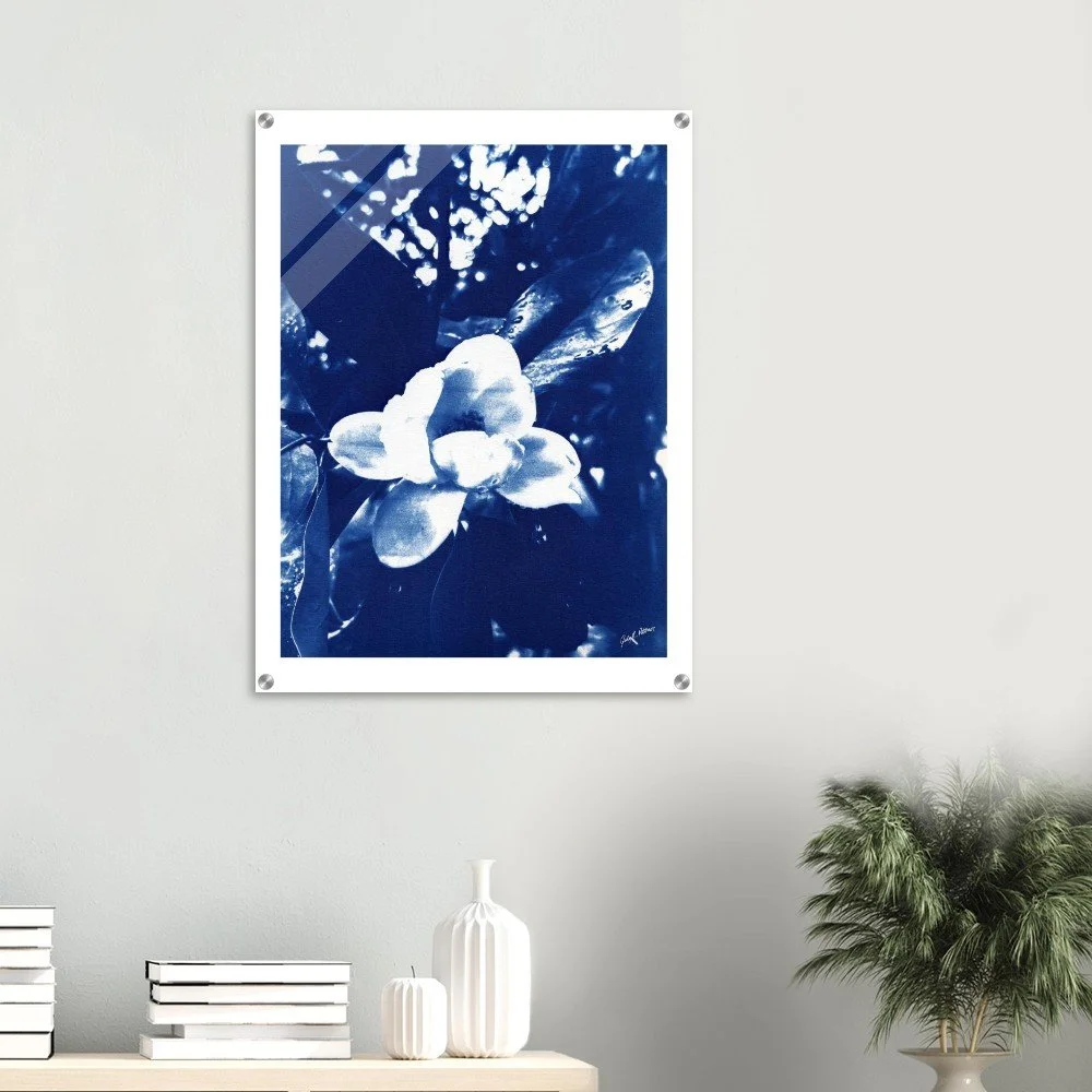 Magnolia Two Cyanotype Cobalt Blue Acrylic Print 24x32″