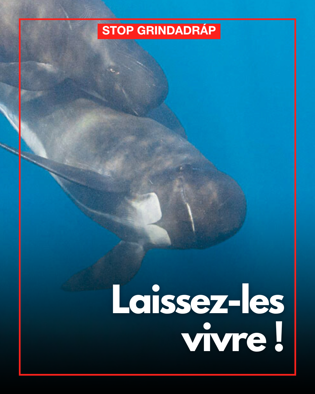 Stop Grindadráp : Stop au massacre des dauphins !