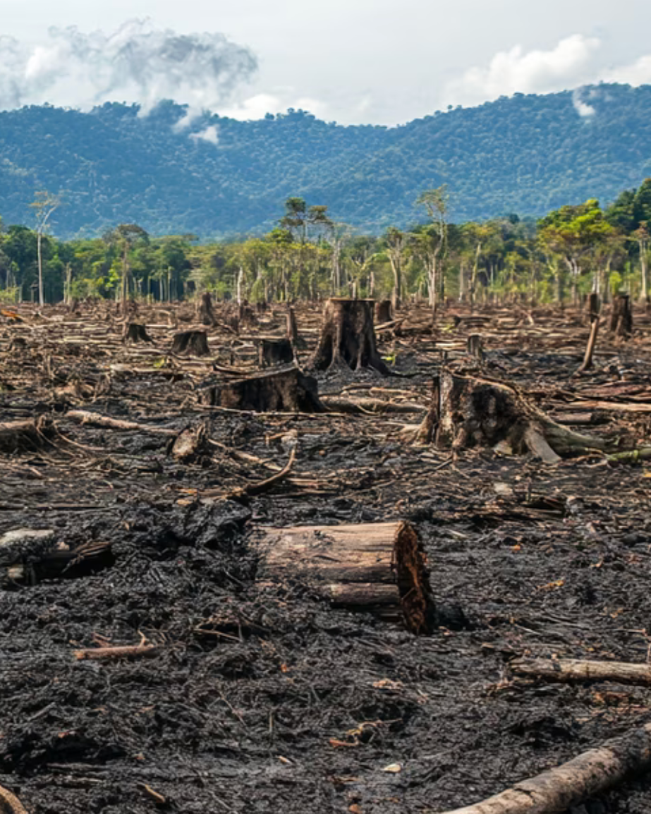 Qui a eu la peau du règlement déforestation ?